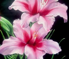 Original Painting - Desire - Pink Lily Floral Realism. Part of Eman Khalifa's nature-inspired paintings.