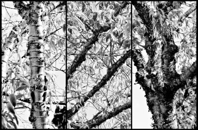 Peter Kyte 1.Tree Triptych