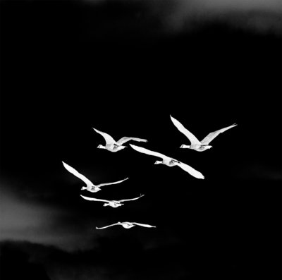 geese_negative