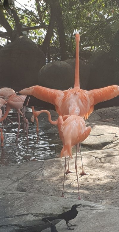Flamingos, Las Vegas