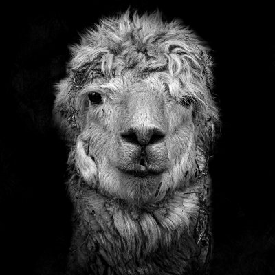 Alpaca portrait