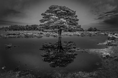 new forest 2