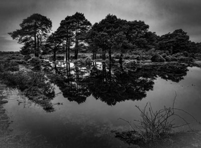 New Forest 4
