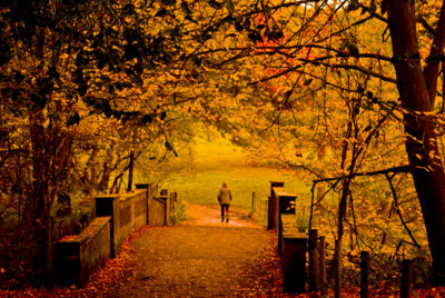 Autumn Paths