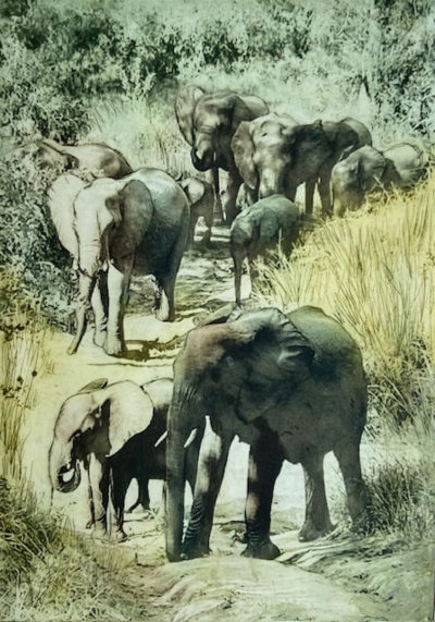Krugar elephants